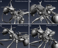 Pheidole-cervicornis-Gruppe.jpg