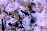 Sphinctomyrmex-sthl..jpg