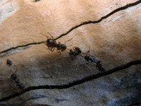 Formica vs Lasius.JPG