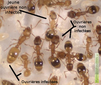 temnothorax-infectees-158.jpg