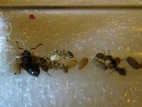 GF Gyne mit jungen Ameisen.JPG