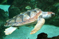 Caretta caretta.jpg