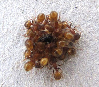 4-Wintertraube2-787.jpg (216.07 KiB) 93817-mal betrachtet 4-Wintertraube2-787.jpg