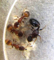 5-Königin-788.jpg (223.86 KiB) 93817-mal betrachtet 5-Königin-788.jpg