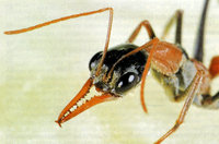 Myrmecia-920.jpg