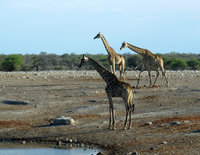 34-984-Giraffen.jpg