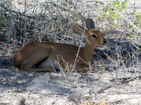 Dikdik-037.jpg