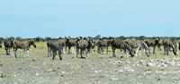 3-Zebra-029.jpg