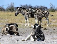 4-Zebras-031.jpg