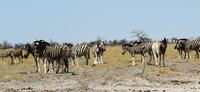 5-Zebras-030.jpg