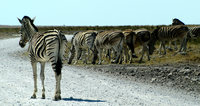 7-Zebras-033.jpg