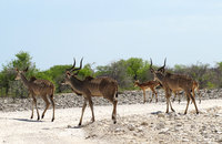 8-Kudus-028.jpg