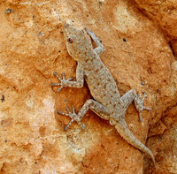 7-Gecko-147.jpg