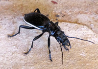 Anthia-cinctipennis-164.jpg