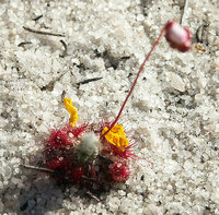 1-0066-Drosera.jpg