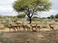 4-877-Impalas.jpg