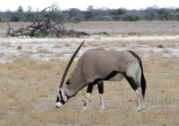 3-994-Oryx.jpg