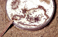 1-Nest Petri L.ac. orig.jpg (428.53 KiB) 77511-mal betrachtet 1-Nest Petri L.ac. orig.jpg