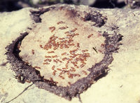 3-Chinmau 5 TunifNestkl.jpg (337.24 KiB) 77510-mal betrachtet 3-Chinmau 5 TunifNestkl.jpg