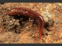 worm_flatworm_marionfyfea_adventor_17-05-13_6.jpg