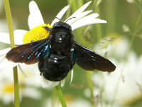 4- Xylocopa web.jpg