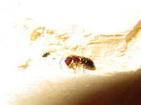 Soldat Camponotus truncatus.JPG