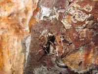 Formica fuscocinerea.JPG