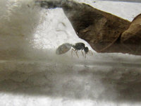 Solenopsis fugax Gyne.JPG