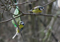 1-Blaumeisen-IMG_7258.jpg