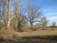 2-Alteichen-IMG_7262.jpg