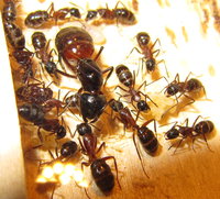 Camponotus ligniperdus.JPG