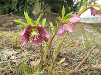 2-Helleborus-7299.jpg