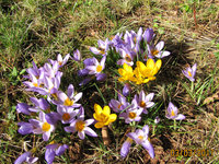 4-Crocus,Bie-7284.jpg