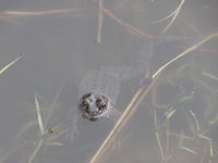 Grasfrosch im Wasser.JPG