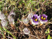 Pulsatilla_7325.jpg