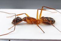Camponotus cf. Indicatus.jpg