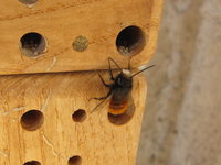 Männchen Osmia cornuta.JPG