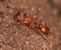 Myrmica_sp_20170318_01.jpg