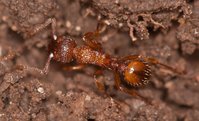 Myrmica_sp_20170318_08.jpg