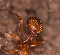 Myrmica_sp_20170318_06.jpg