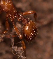 Myrmica_sp_20170318_07.jpg