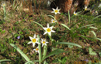 Tulipa-348-2.jpg