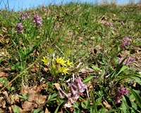 3-Goldstern,-Corydalis-7376.jpg