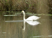 Schwan_398-web.jpg