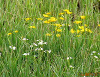 2-Cardamine-u.-Caltha_401.jpg