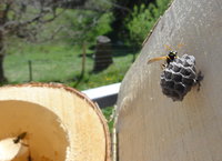 Polistes dominulus Gründung.JPG