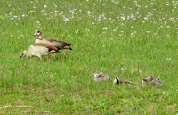 7-Nilgänse-463.jpg