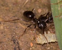 Lasius_sp_20170513_05.jpg