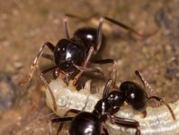 Lasius_sp_20170513_07.jpg