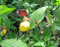 Cypripedium-644.jpg